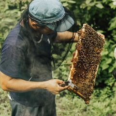 🌸🐝養蜂、体験（手伝って）みませんか？🍯🌻の画像