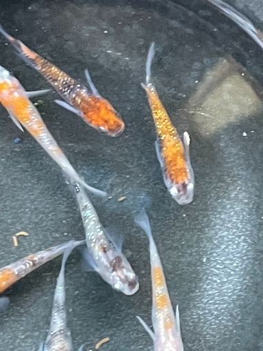 極上三色ラメ有精卵30個 ひがむらメダカ 東村山のその他の中古あげます 譲ります ジモティーで不用品の処分