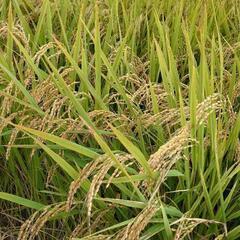 ①農家直販　減農薬栽培玄米　彩のかがやき　30kg