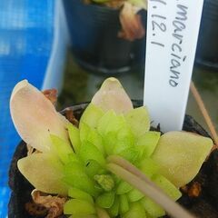 食虫植物Pinguicula.cv.marciano（華鏡）¥500