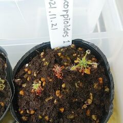 食虫植物drosera scorpioides ¥500