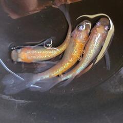 高級メダカ 現物 【はなつばさ 成魚】♂️１♀️２