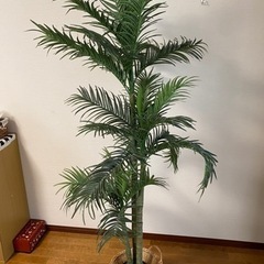 観葉植物