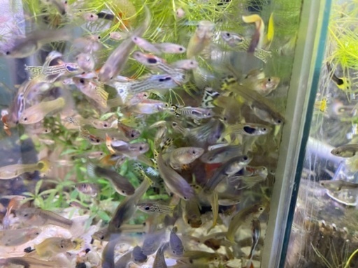城南区東油山 限定１名様 グッピー稚魚のみ Mix 雄雌選択不可 高いグッピーも混じってます 色付き良いグッピー沢山居ます 水槽 淡水 Julia 福大前のその他の中古あげます 譲ります ジモティーで不用品の処分