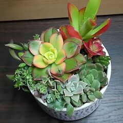 多肉植物寄せ植え㊼