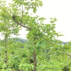 農作業 柿摘蕾作業 和歌山県 橋本市5月末までの画像
