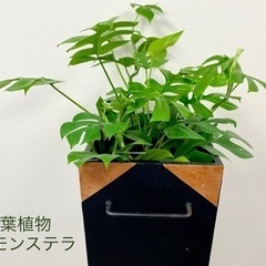 まだあります！観葉植物　ミニモンステラ　手作り木箱鉢置きプレゼント