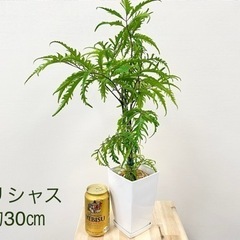 交渉中です観葉植物　ポリシャス　約30㎝