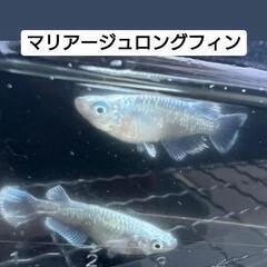 🐟メダカ🐟【希少】マリアージュロングフィン  成魚❤ペア