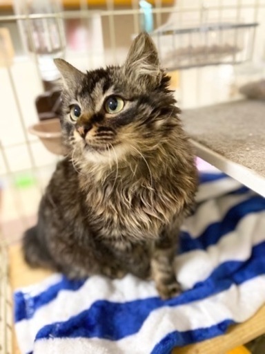 人も猫も好きな長毛サバトラくん 譲渡会参加 ねこ組福岡中央 福岡の猫の里親募集 ジモティー