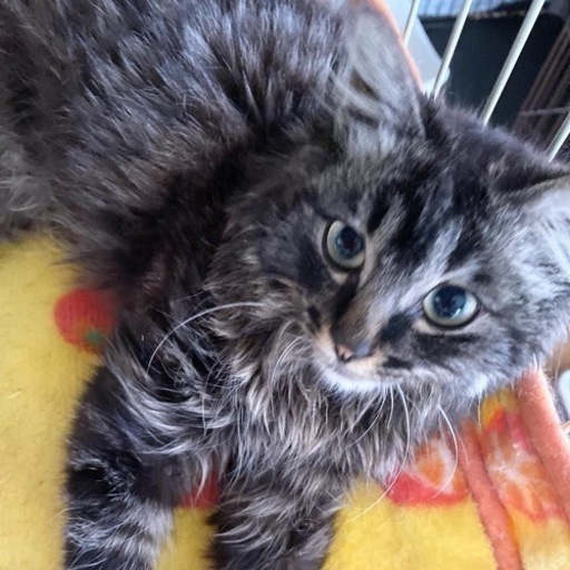 人も猫も好きな長毛サバトラくん 譲渡会参加 ねこ組福岡中央 福岡の猫の里親募集 ジモティー