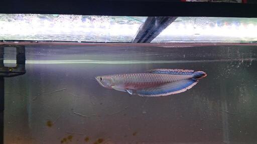 ブラックアロワナ約35cm