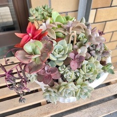 【多肉植物寄せ植え】お近くの方に決定しました♪