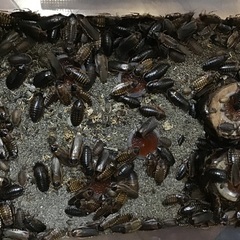 デュビア！コロニーごと譲ります。爬虫類、大型魚の餌に！引き取り限定 ...