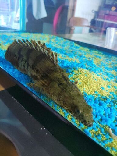 古代魚 【公式通販】