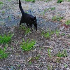 【県央・県北】メス(手術済)の優しい黒猫ちゃん - 猫