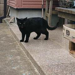 【県央・県北】メス(手術済)の優しい黒猫ちゃん - 常陸太田市