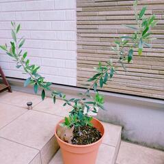 オリーブの鉢植え 60cm つぼみ付き