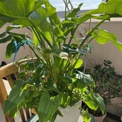 観葉植物①　オランダカイウ