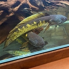 お話中※バイオレットスネークヘッド ×2匹 ペアの可能性有り！ オマケで