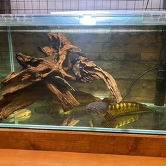 ※お話中※バイオレットスネークヘッド ×2匹  ペアの可能性有り！ オマケでもう1匹無料で！