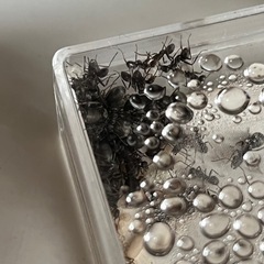 クロヤマアリ 多雌コロニー 女王アリ20匹〜