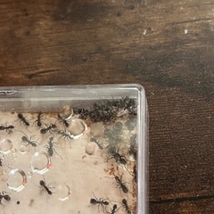 クロヤマアリ 多雌コロニー 女王アリ20匹〜