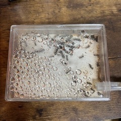 クロヤマアリ 多雌コロニー 女王アリ20匹〜