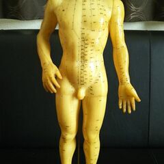 経絡　経穴　鍼灸　人形　男性　模型