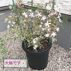 （取引完了）激安❗羽衣ジャスミン　豪華大鉢　観葉植物　花