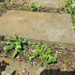 敷石、泥避けブロック　ガーデニング − 神奈川県