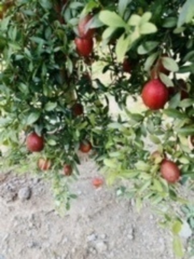 フィンガーライム苗販売中止 Garyu 中頭のその他の中古あげます 譲ります ジモティーで不用品の処分