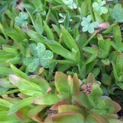 多肉植物 オリズルラン アイビー 差し上げます