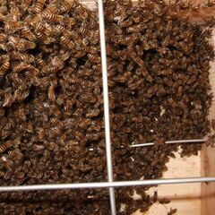 日本ミツバチ　分蜂群　癒されます。