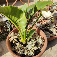 カラーと多肉植物の寄植え