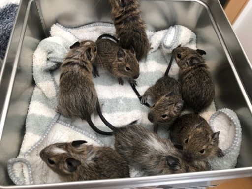 1匹アグーチの女の子募集再開 デグー赤ちゃん里親募集 ピオニー 渋谷のその他の里親募集 ジモティー