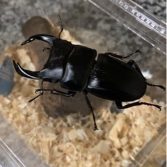 クワガタカブト虫のお話ししたいです！