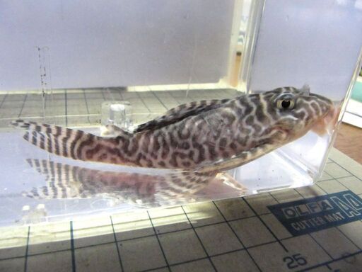 ニューメガクラウン１０ｃｍ±　繁殖経験有り　雌個体