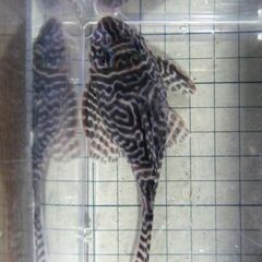 ニューメガクラウン１０ｃｍ±　繁殖経験有り　雌個体 ニューメガクラウン10cm± 繁殖経験有り 雌個体