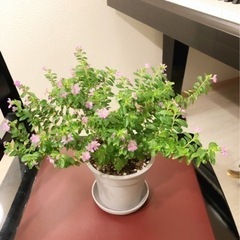 観葉植物　花が咲いたクフェア　25cm　グレーカラー3.5…