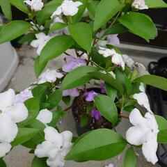 ジャスミンの匂いのする匂蕃茉莉(ニオイバンマツリ)花終わりました...