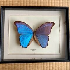 蝶々 Blue Morpho 