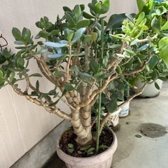 観葉植物　金のなる木②