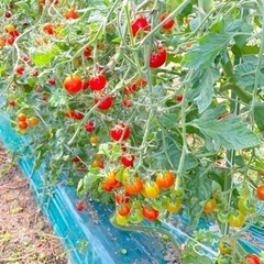 6月後半から9月いっぱい　ミニトマト収穫お手伝いさん募集してます！