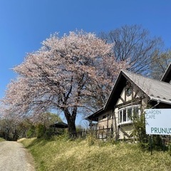 Garden&CafePrunus キッチンスタッフ募集