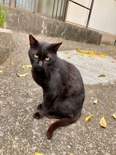 黒猫オス甘えん坊 春 学門の猫の里親募集 ジモティー 黒猫オス甘えん坊 春 学門の猫の里親募集 ジモティー