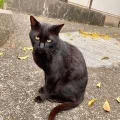 黒猫　オス　甘えん坊