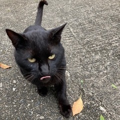 黒猫　オス　甘えん坊 - 御坊市