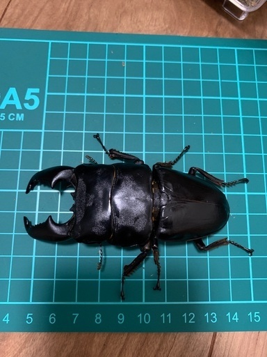 スマトラヒラタクワガタ　98㎜　ペア