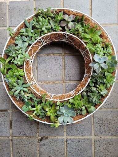 多肉植物リーフ